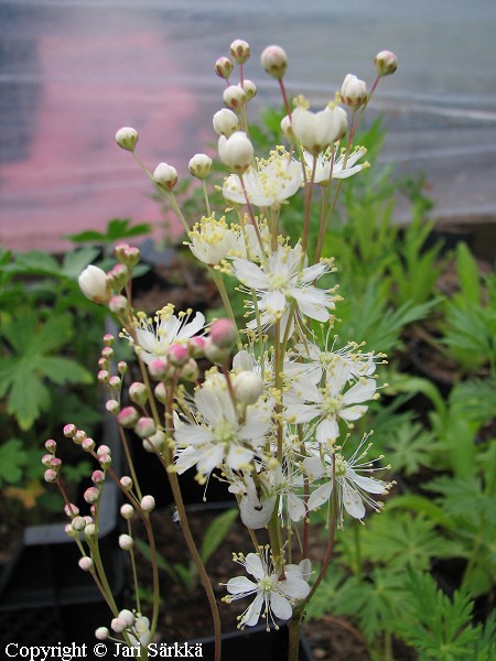 Filipendula vulgaris, sikoangervo